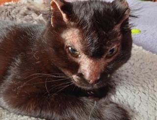 На Урале ветеринарные врачи выходили пострадавшего в огне кота и нашли ему дом